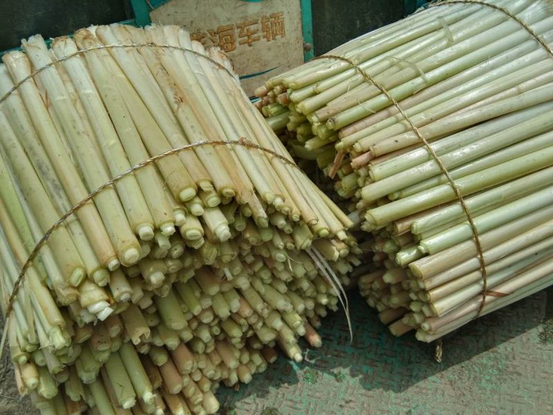 蒲菜：微山湖二毛蒲菜供应，量大价优一手货源