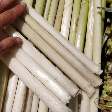 蒲菜：微山湖二毛蒲菜供应，量大价优一手货源