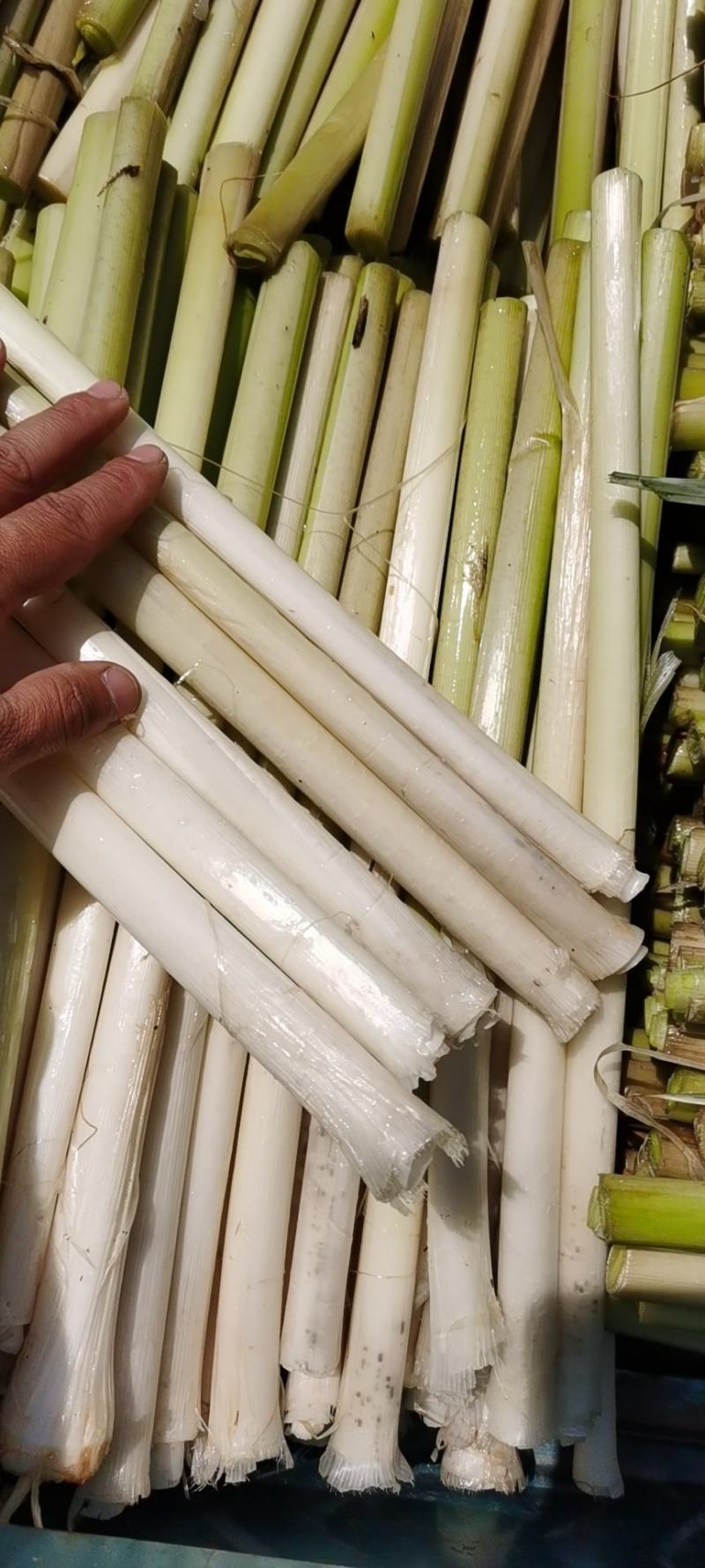 蒲菜：微山湖二毛蒲菜供应，量大价优一手货源