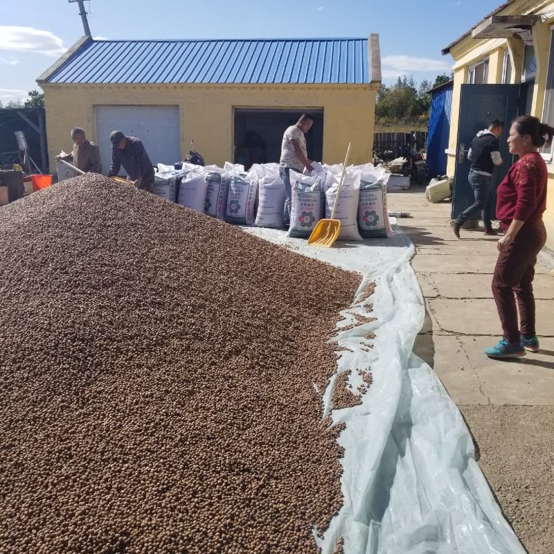 榛子生榛子野生榛子大兴安岭野生火榛子每日坚果零食