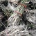 芦苇苗：（种植批发各种水生植物）