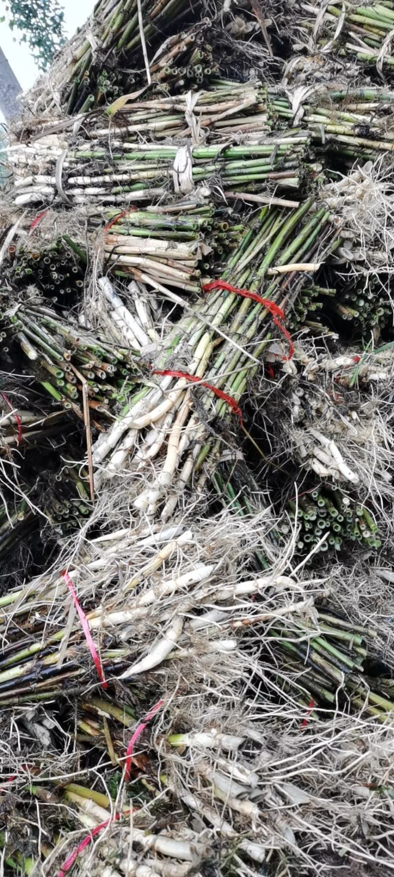 芦苇苗：（种植批发各种水生植物）