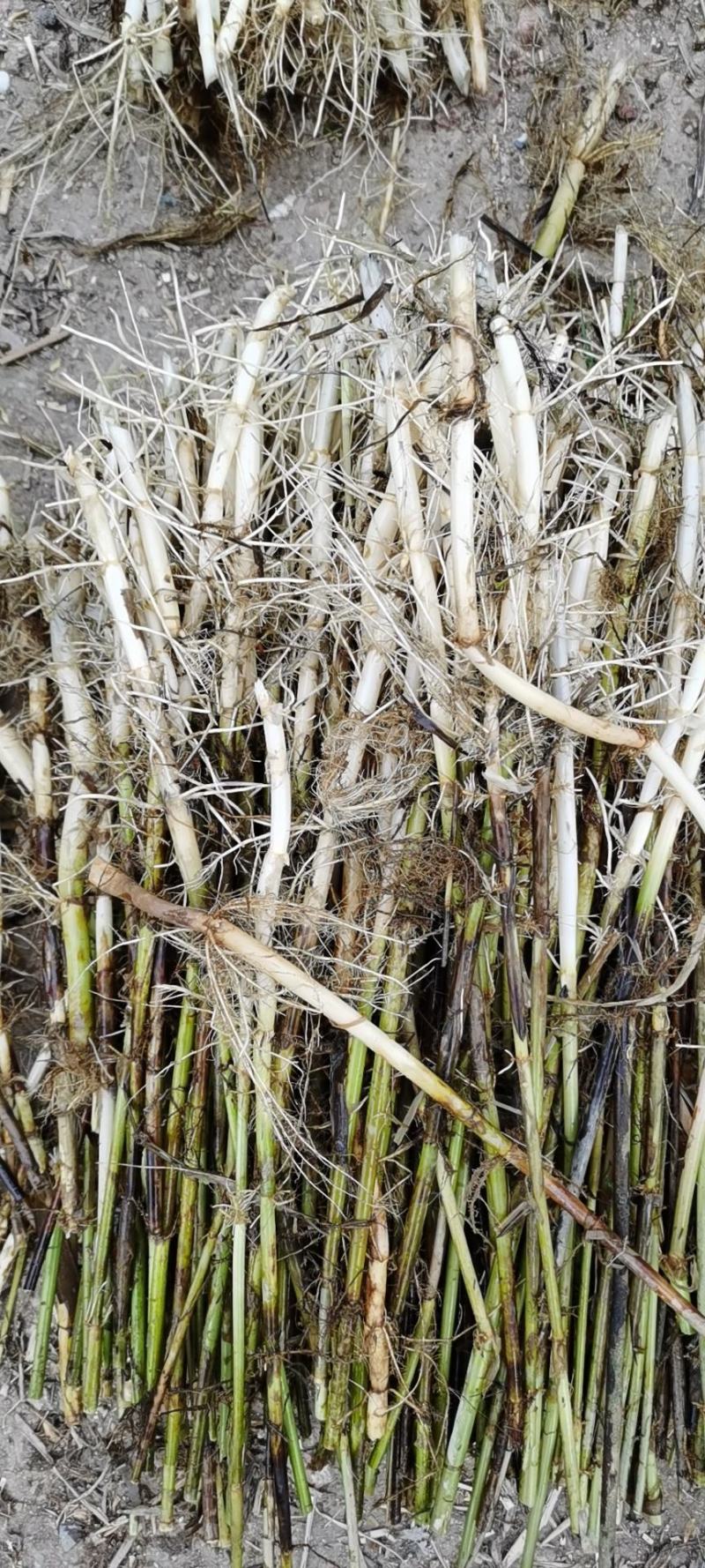 芦苇苗：（种植批发各种水生植物）