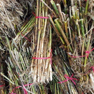 芦苇苗：（种植批发各种水生植物）