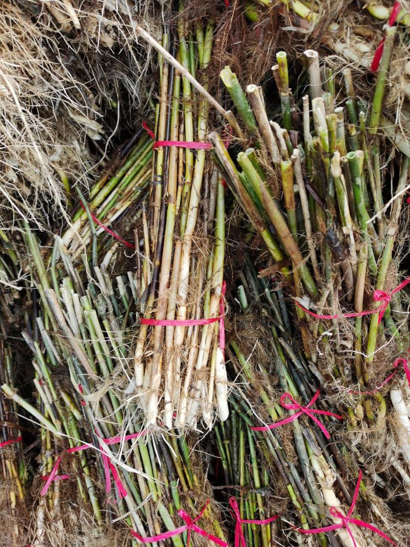 芦苇苗：（种植批发各种水生植物）