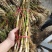 芦苇苗：（种植批发各种水生植物）