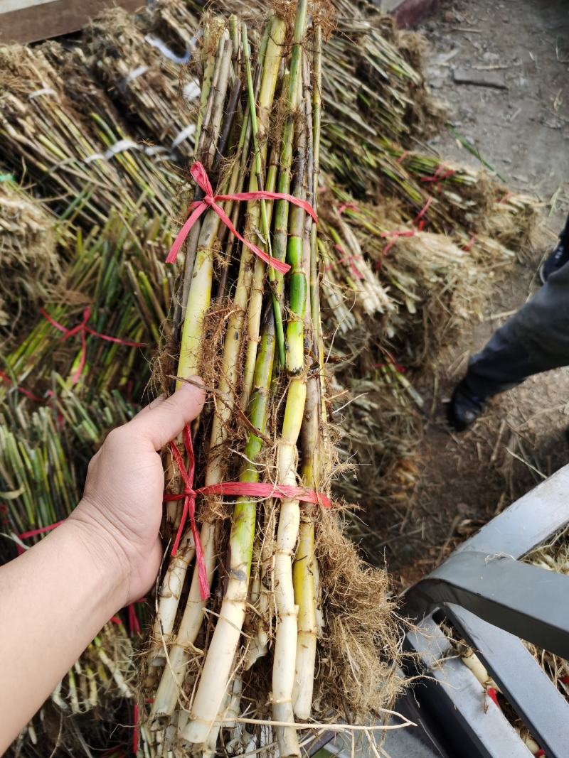 芦苇苗：（种植批发各种水生植物）