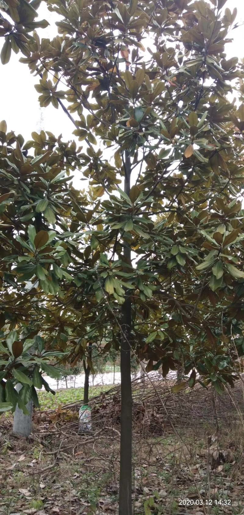 宿迁聚能园林长期低价直供优质广玉兰，规格齐全，货源充足