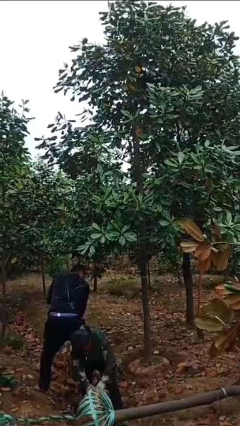 宿迁聚能园林长期低价直供优质广玉兰，规格齐全，货源充足