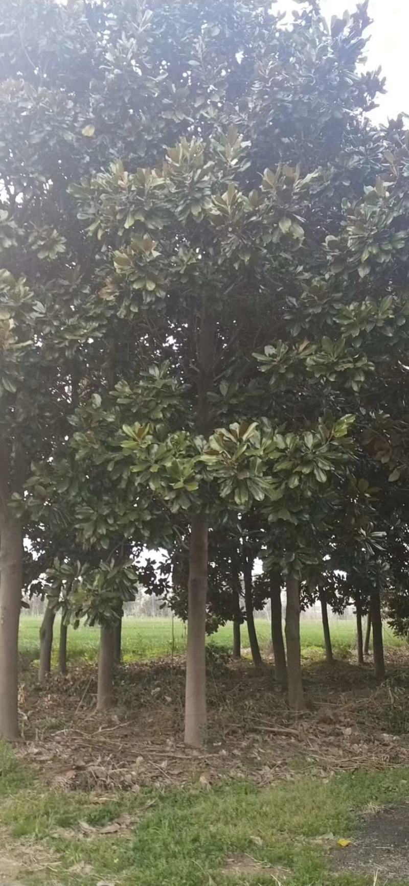 宿迁聚能园林长期低价直供优质广玉兰，规格齐全，货源充足