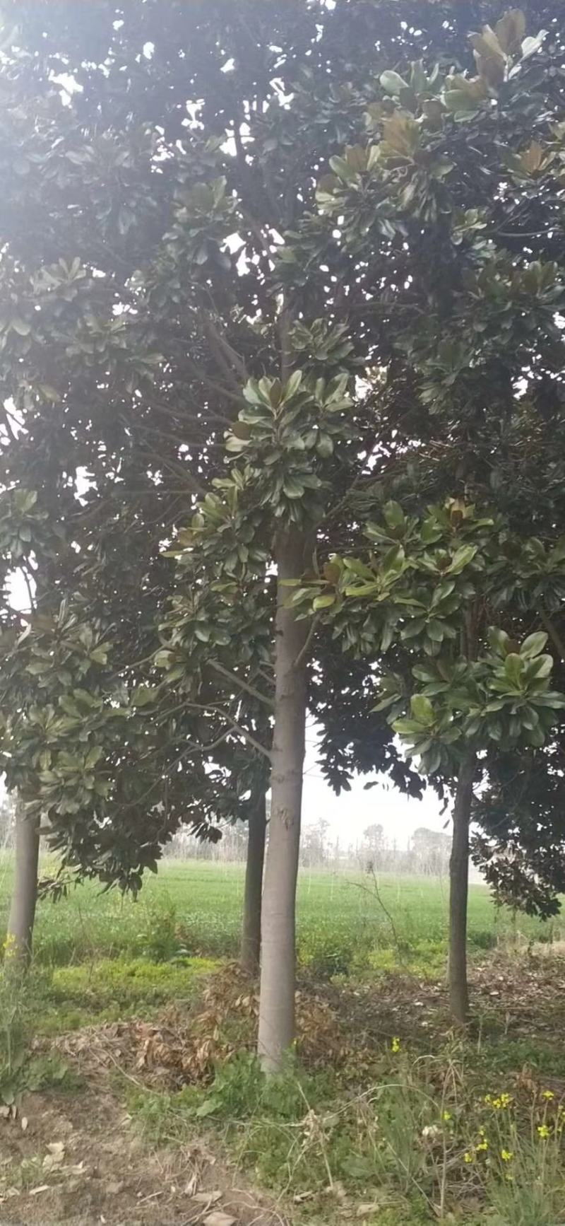 宿迁聚能园林长期低价直供优质广玉兰，规格齐全，货源充足