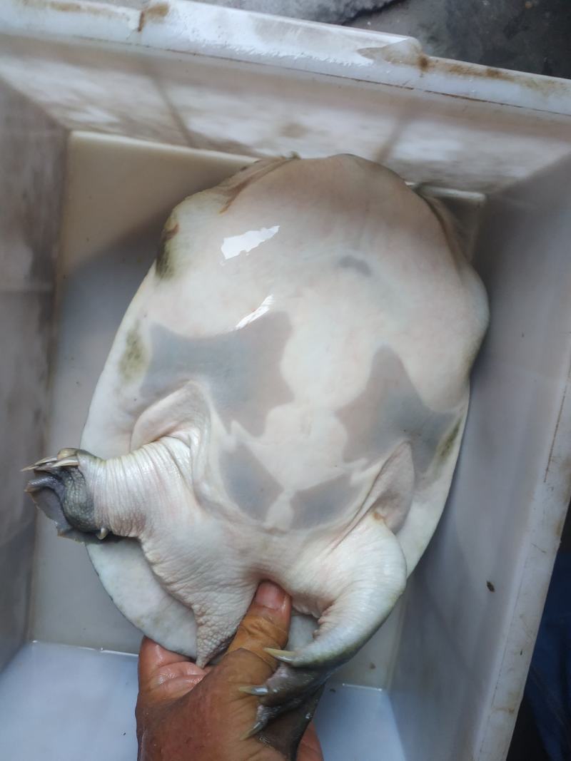 精品黑花黄花甲鱼洪湖直销，量大从优，发往全国，质量保证，