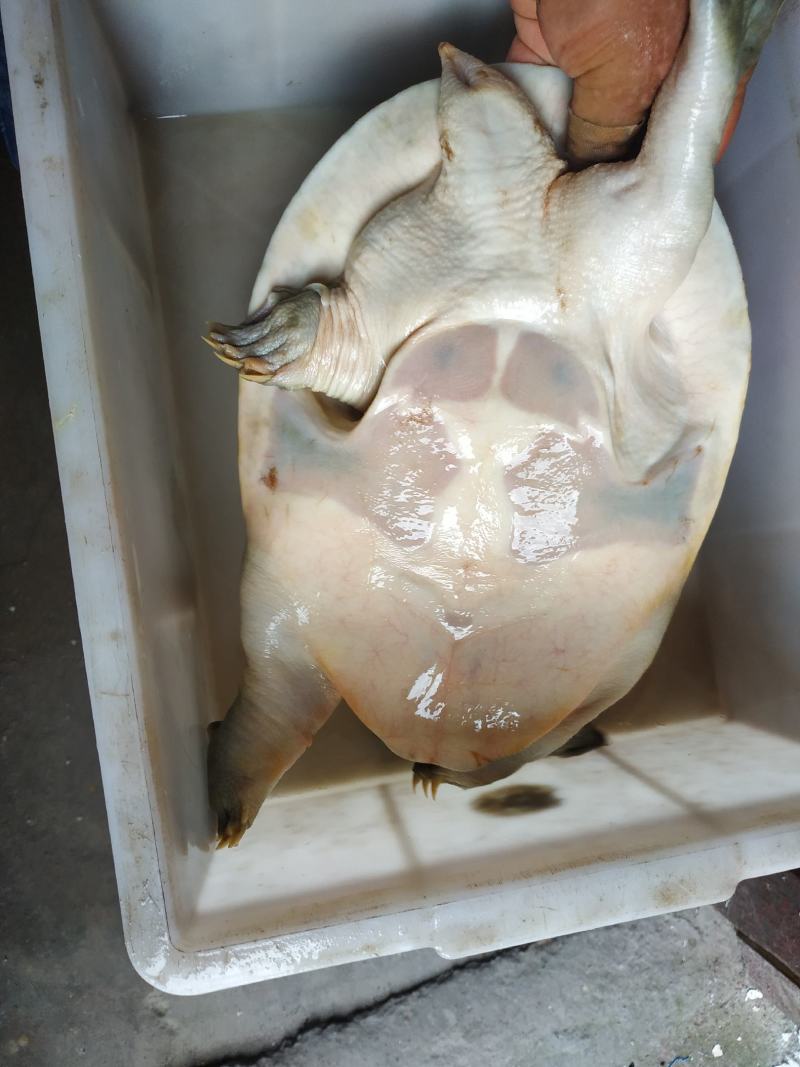 精品黑花黄花甲鱼洪湖直销，量大从优，发往全国，质量保证，