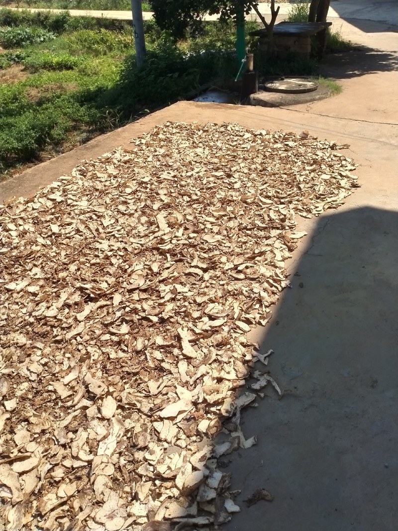 无硫萆薢片湖南货个子