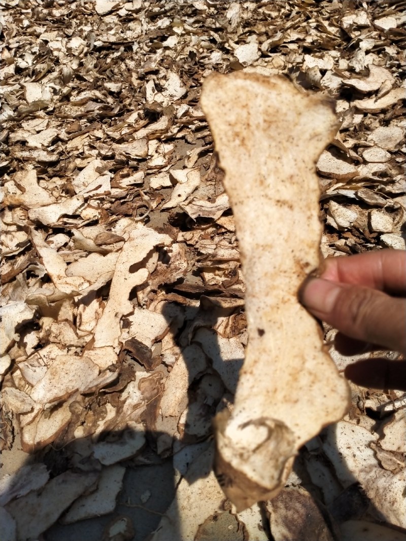 无硫萆薢片湖南货个子