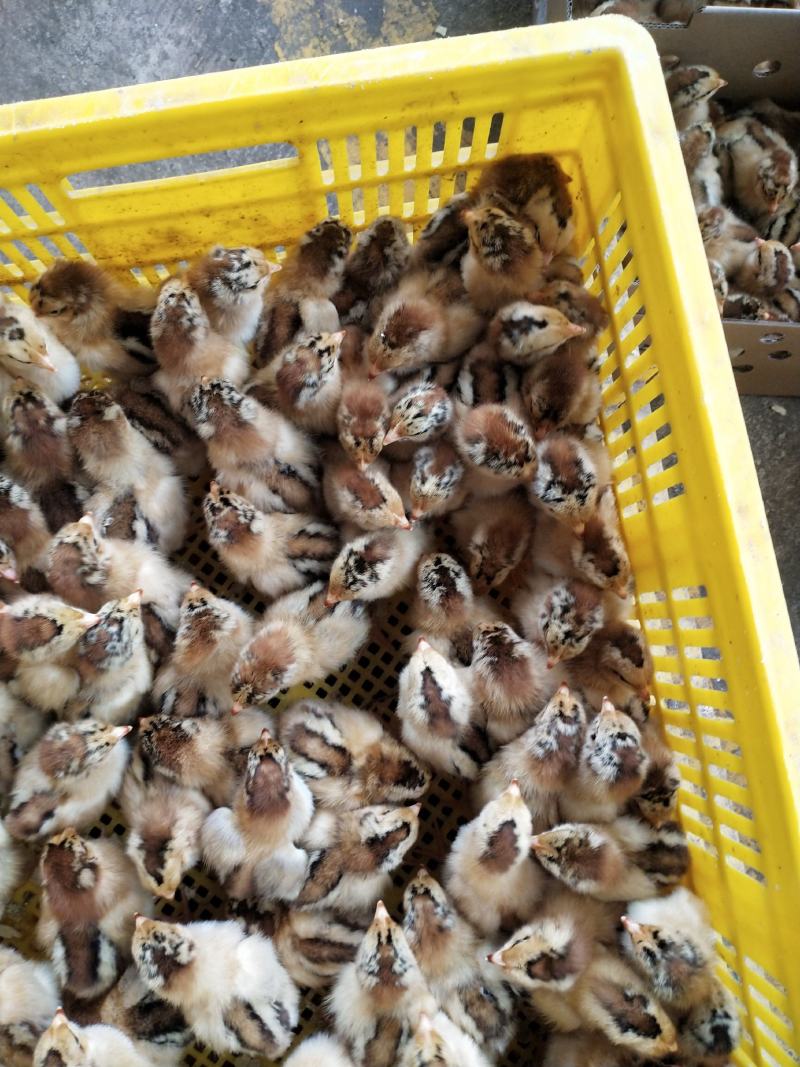 厂家直销快大型良凤花鸡苗包疫苗包成活