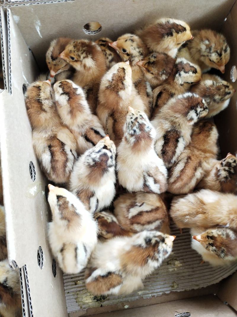 厂家直销快大型良凤花鸡苗包疫苗包成活