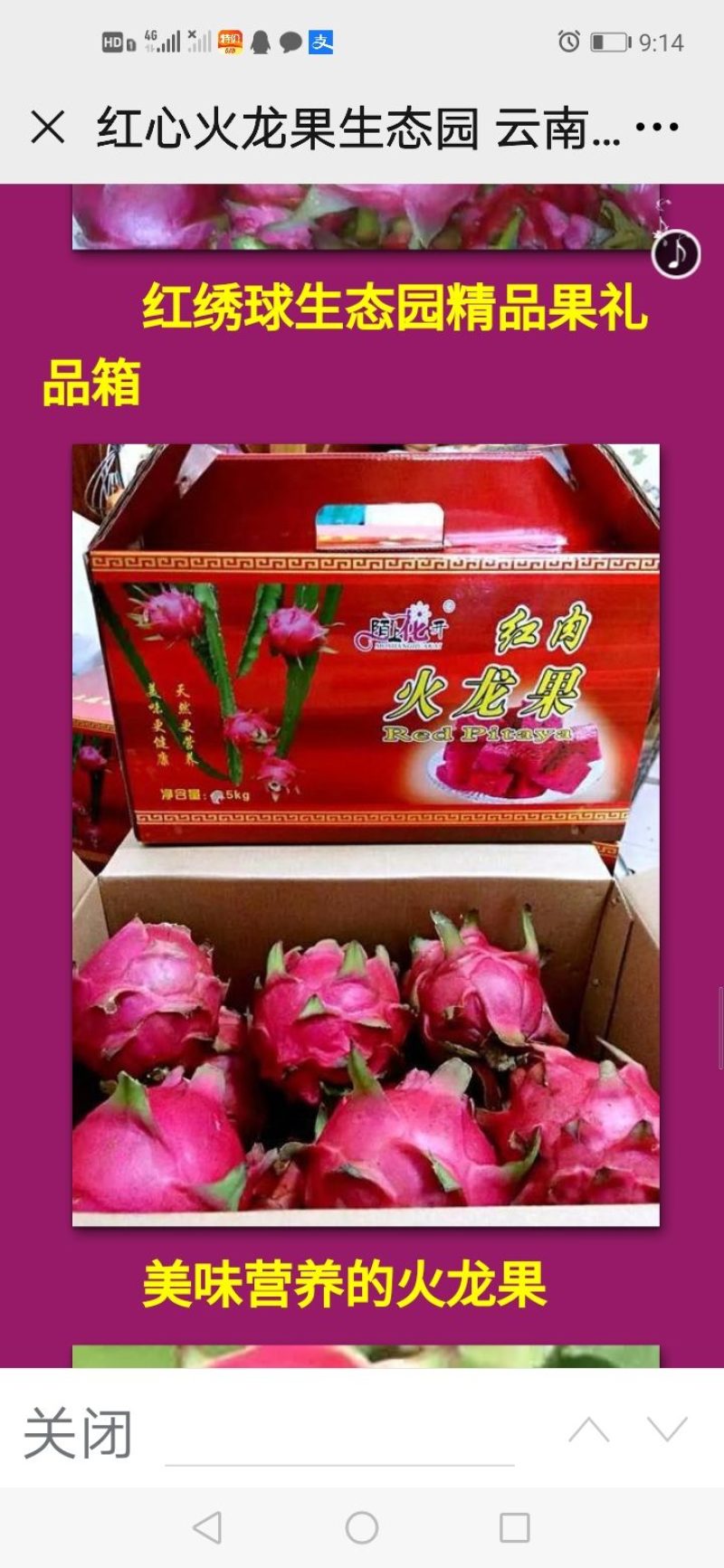 云南丽江程海红心火龙果