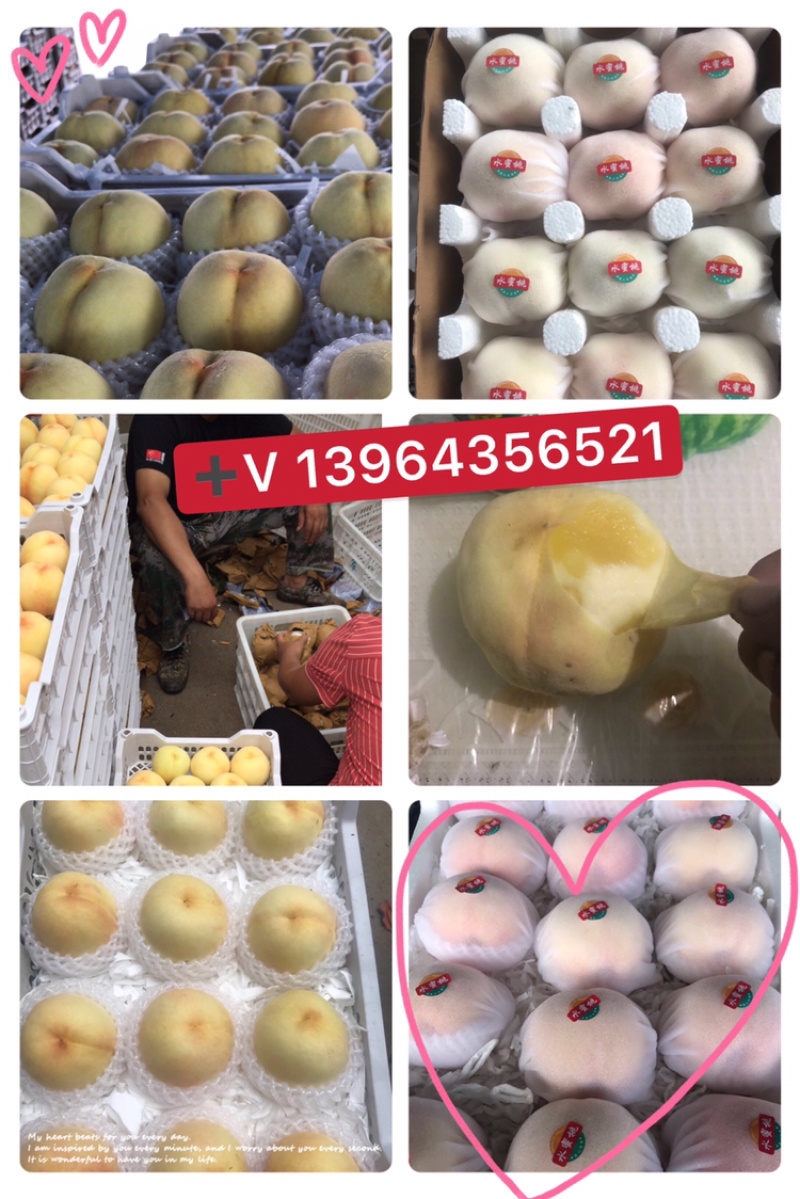 个大味美可以撕皮的水蜜桃，欢迎各大老板光临
