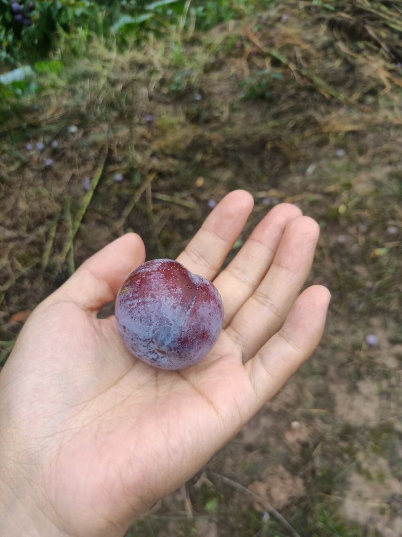 苍溪特产脆红李，又脆又甜又红又有霜