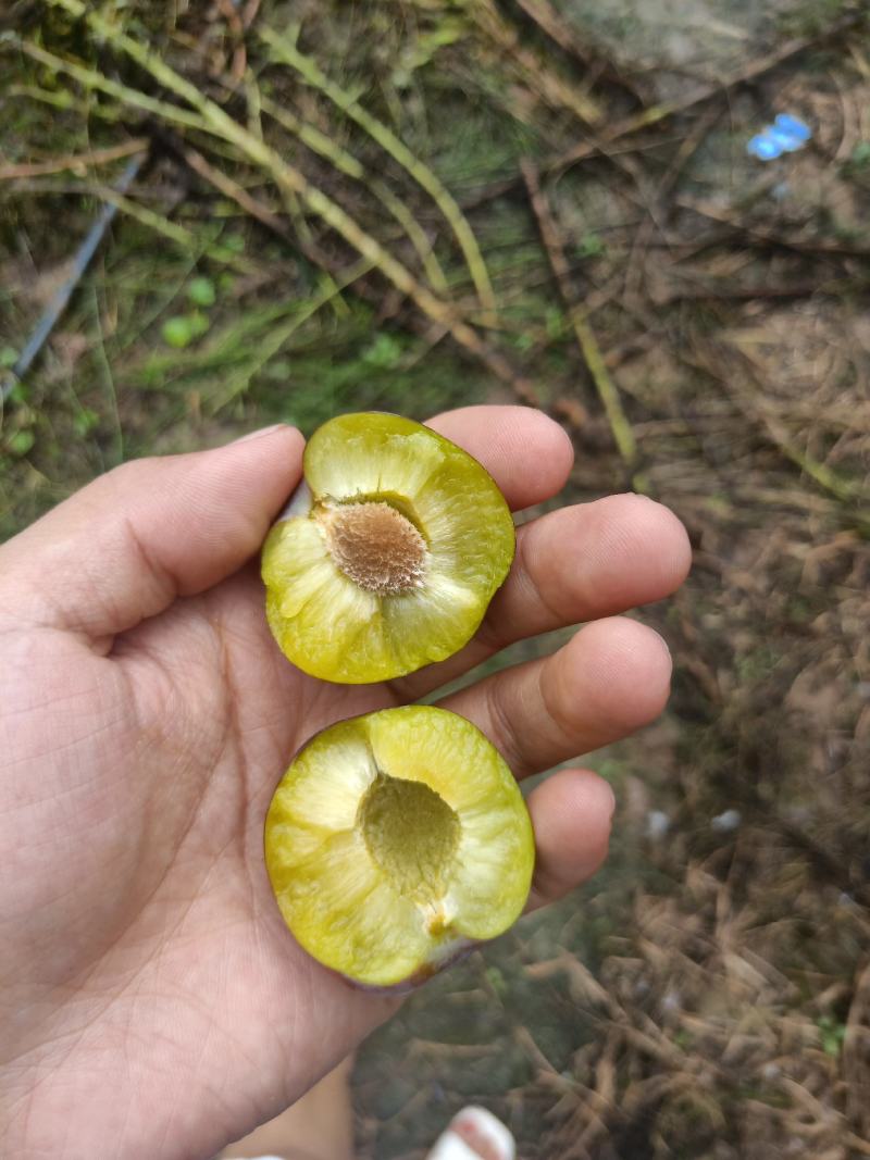 苍溪特产脆红李，又脆又甜又红又有霜