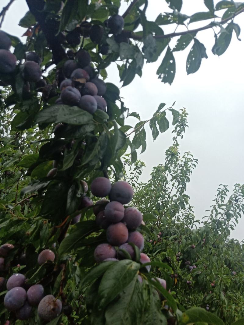 苍溪特产脆红李，又脆又甜又红又有霜