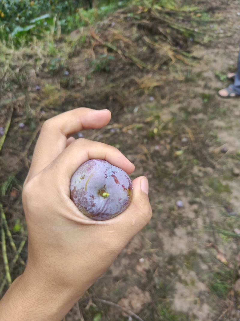 苍溪特产脆红李，又脆又甜又红又有霜