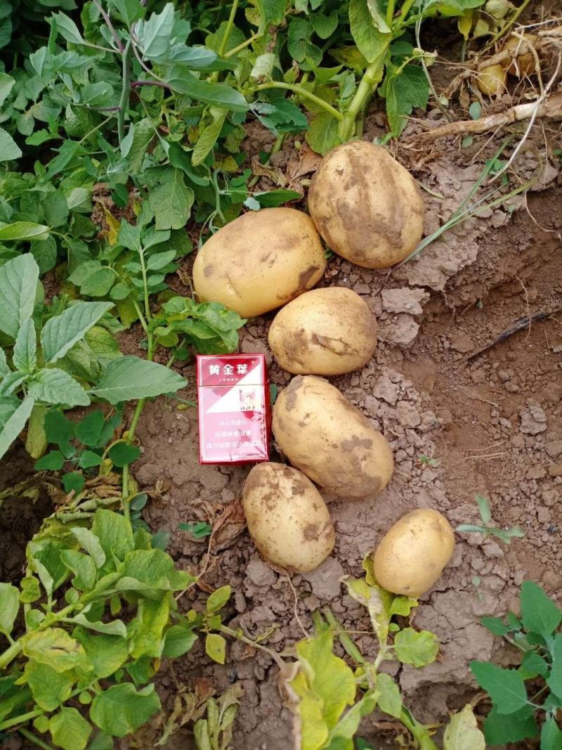 一百多亩黑金刚土豆出货