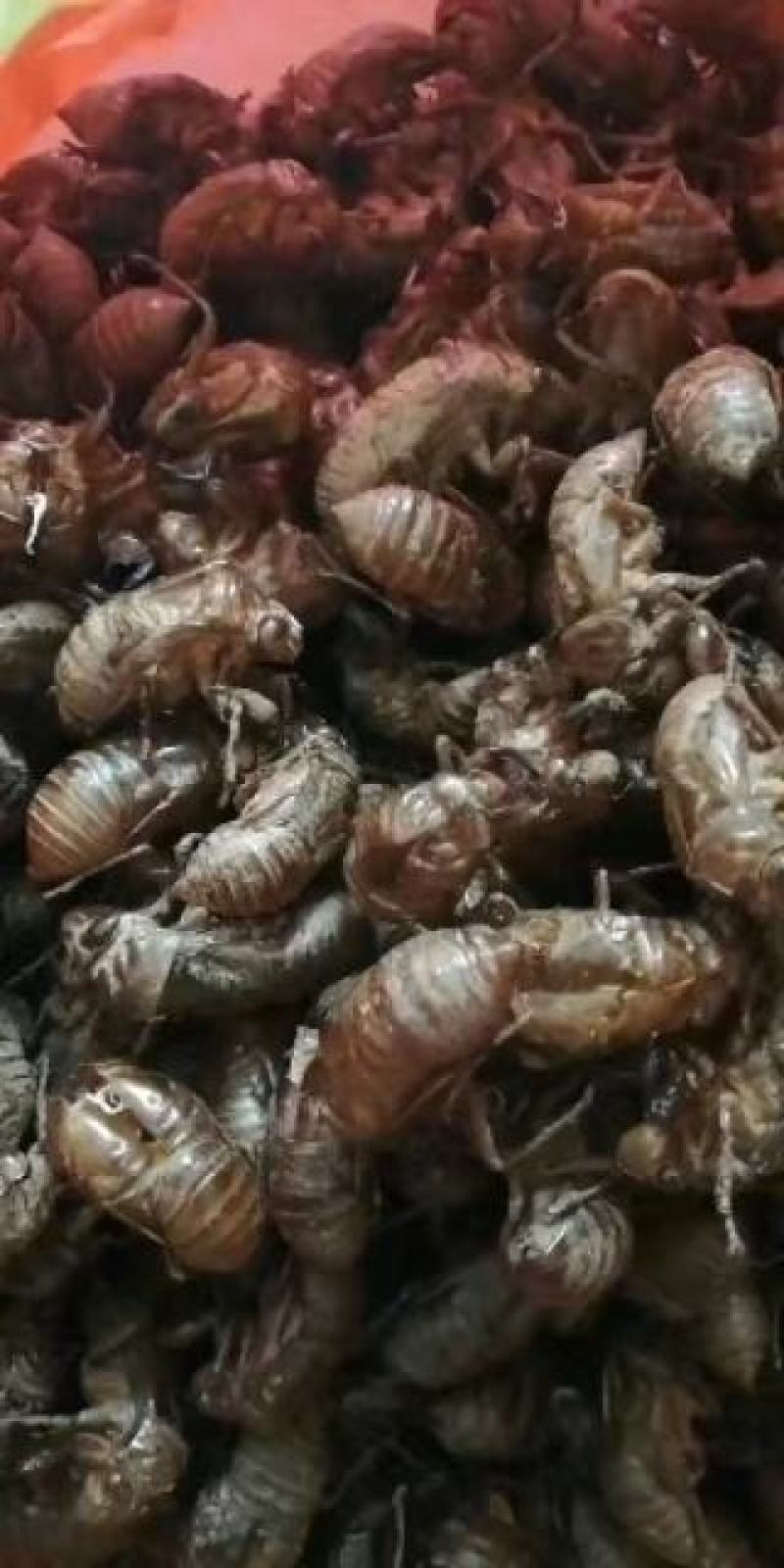 蝉蜕统货、产地一手货源