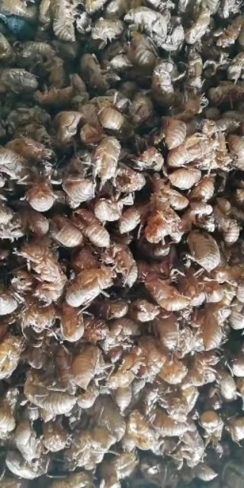 蝉蜕统货、产地一手货源