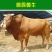 西门塔尔牛，鲁西黄牛。四川肉牛犊价格，云南肉牛价格