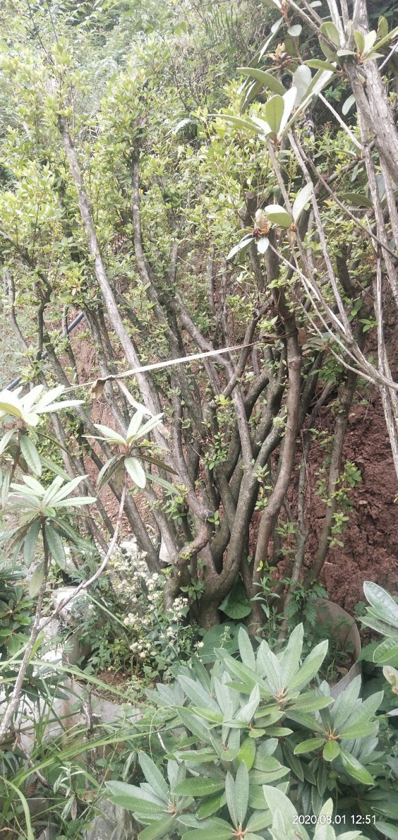 映山红树桩，大小，生熟货都有。