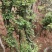 映山红树桩，大小，生熟货都有。