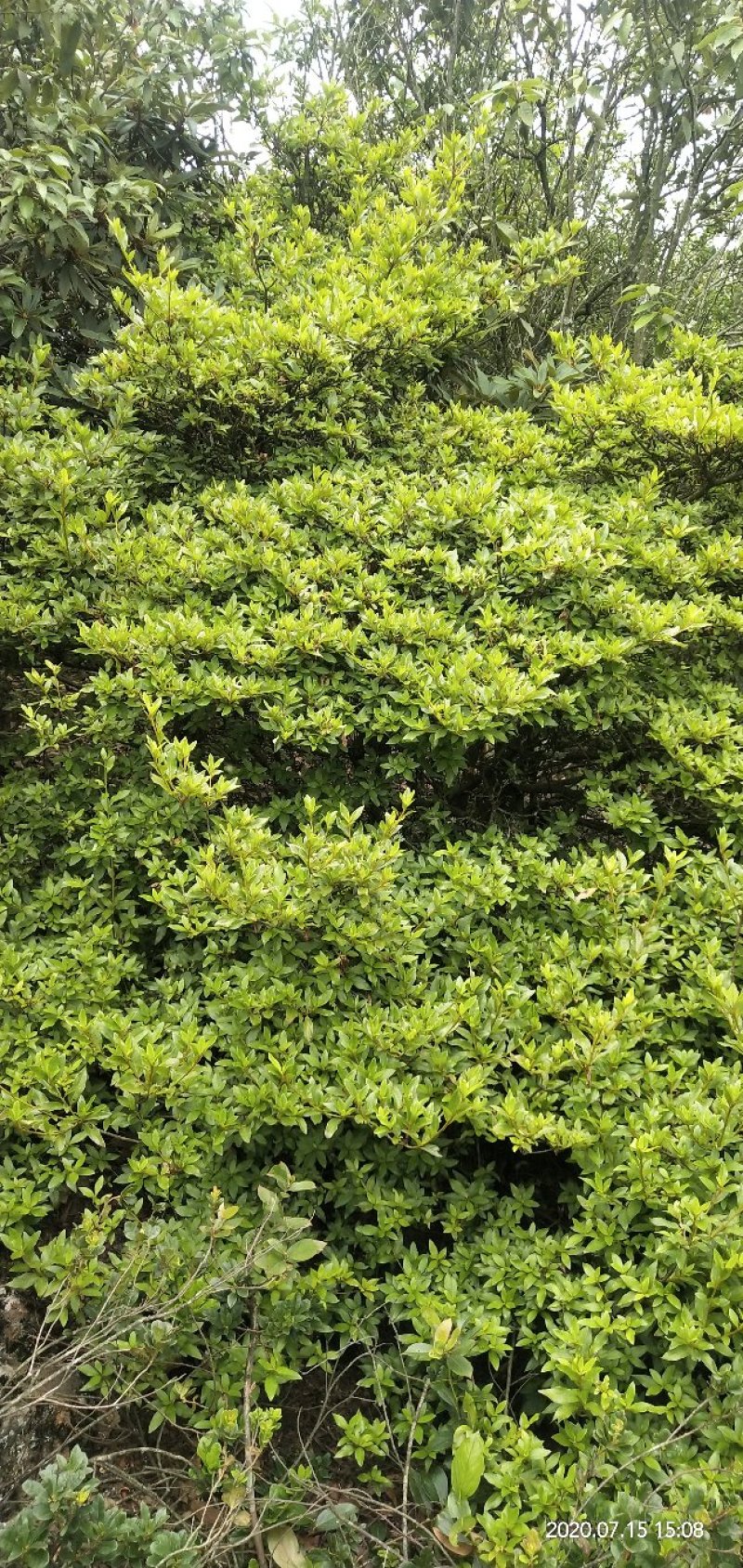 映山红树桩，大小，生熟货都有。