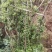 映山红树桩，大小，生熟货都有。