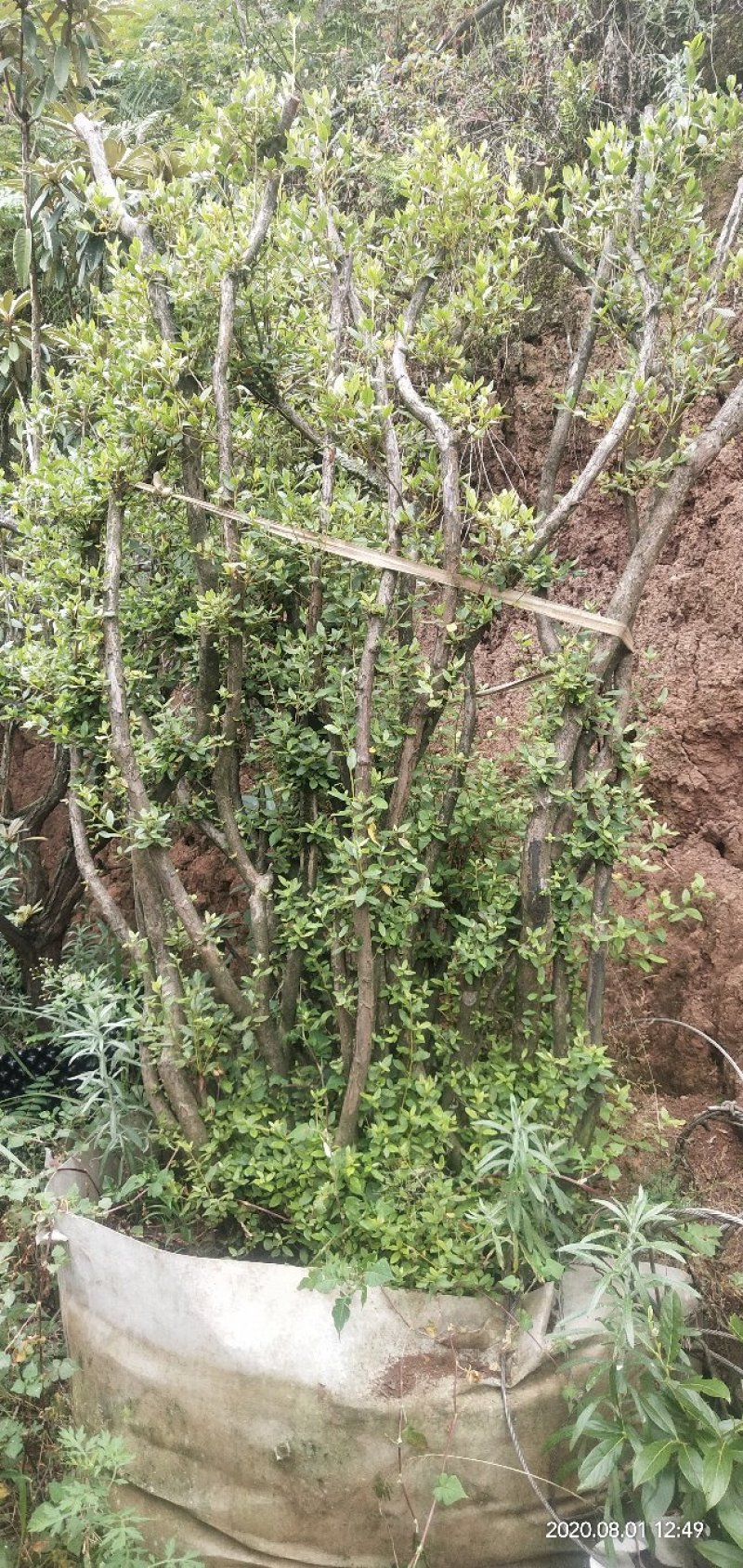 映山红树桩，大小，生熟货都有。