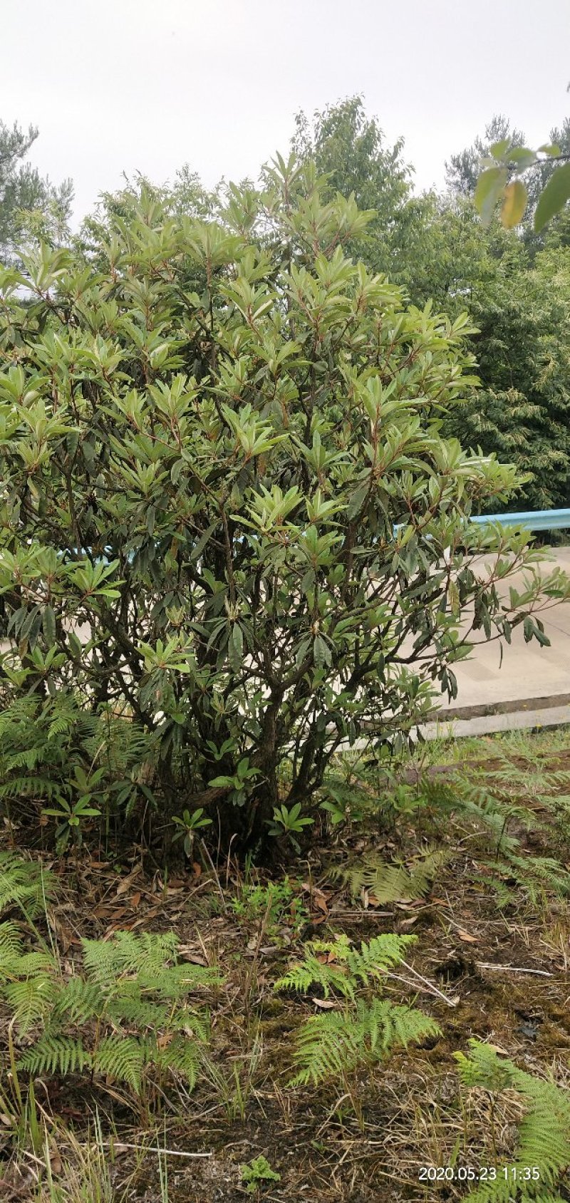 有需要高山杜鹃，映山红的朋友联系我