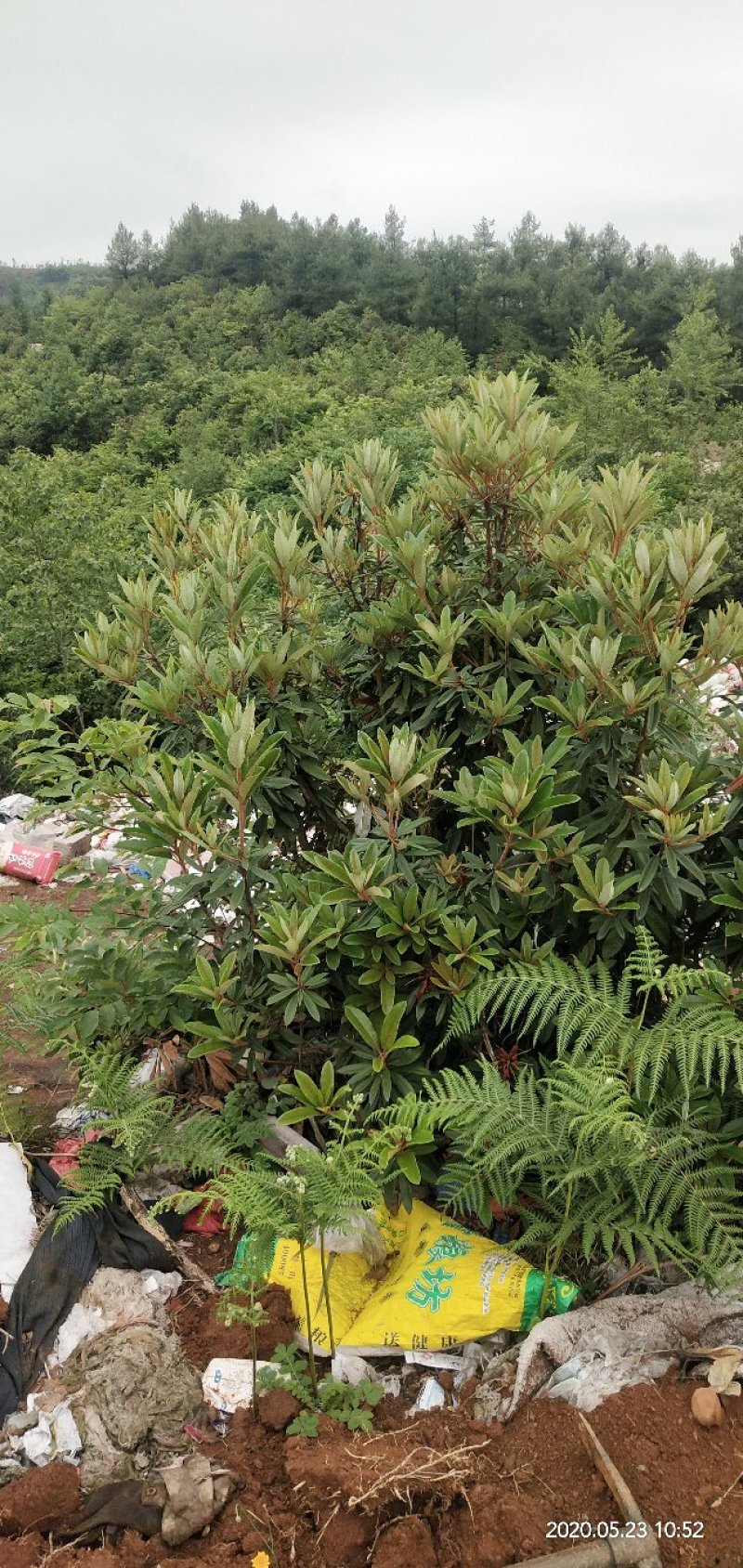 有需要高山杜鹃，映山红的朋友联系我