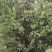 有需要高山杜鹃，映山红的朋友联系我