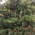 有需要高山杜鹃，映山红的朋友联系我