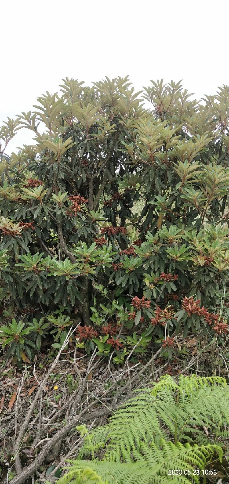 有需要高山杜鹃，映山红的朋友联系我