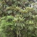 有需要高山杜鹃，映山红的朋友联系我