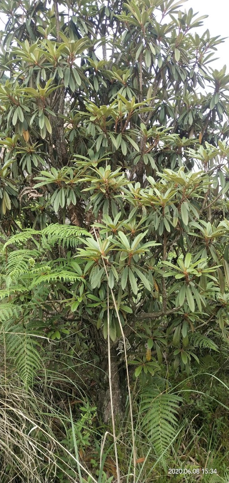 有需要高山杜鹃，映山红的朋友联系我