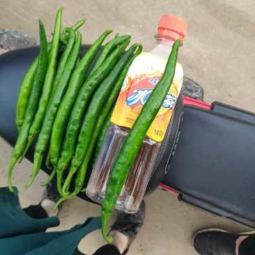 大型基地直供，各种辣椒蔬菜都有，欢迎各地老板采购。