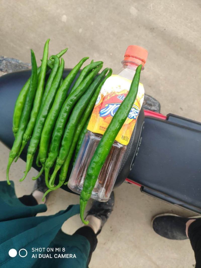 大型基地直供，各种辣椒蔬菜都有，欢迎各地老板采购。