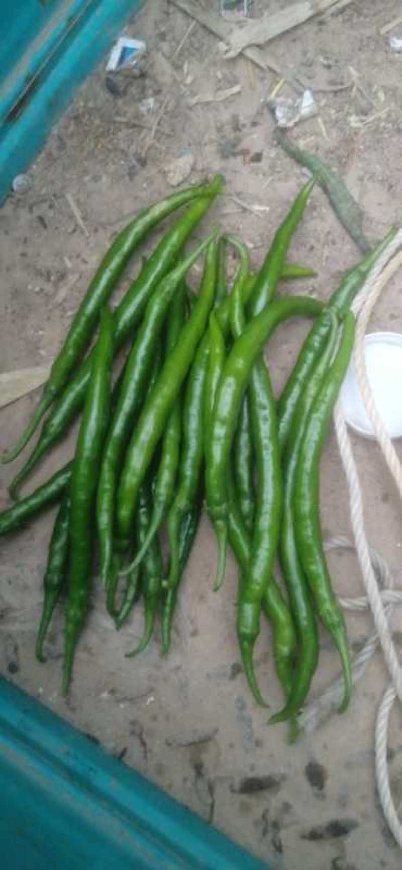 大型基地直供，各种辣椒蔬菜都有，欢迎各地老板采购。