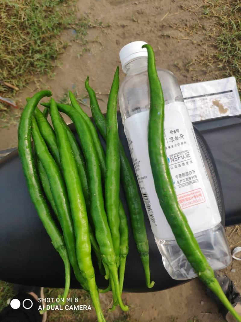 大型基地直供，各种辣椒蔬菜都有，欢迎各地老板采购。