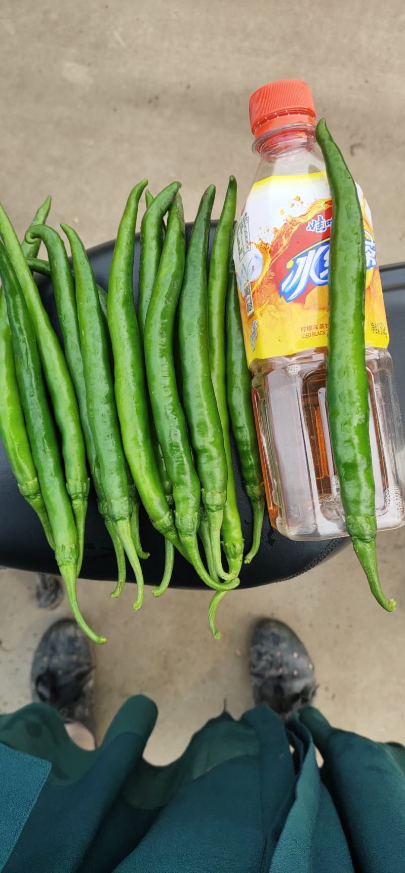 大型基地直供，各种辣椒蔬菜都有，欢迎各地老板采购。