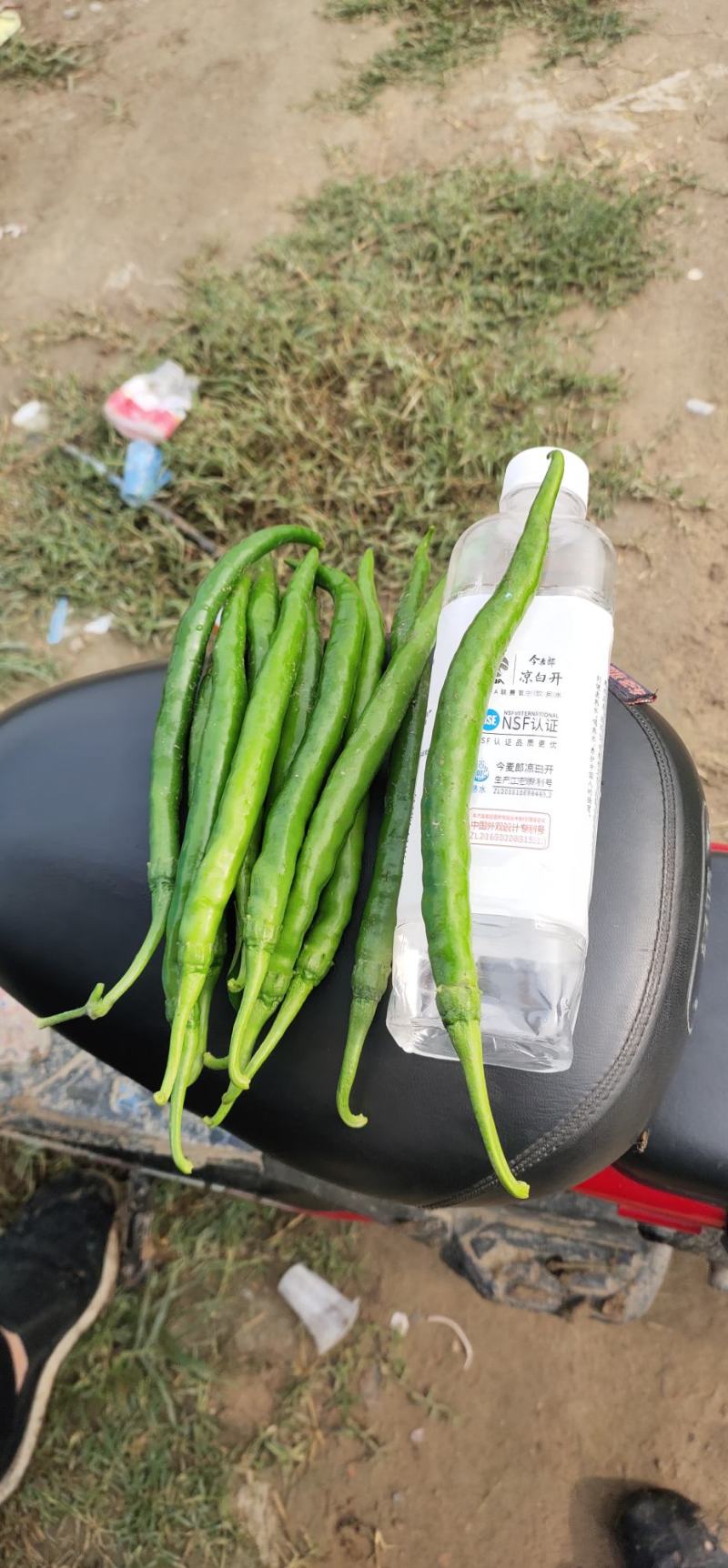 大型基地直供，各种辣椒蔬菜都有，欢迎各地老板采购。