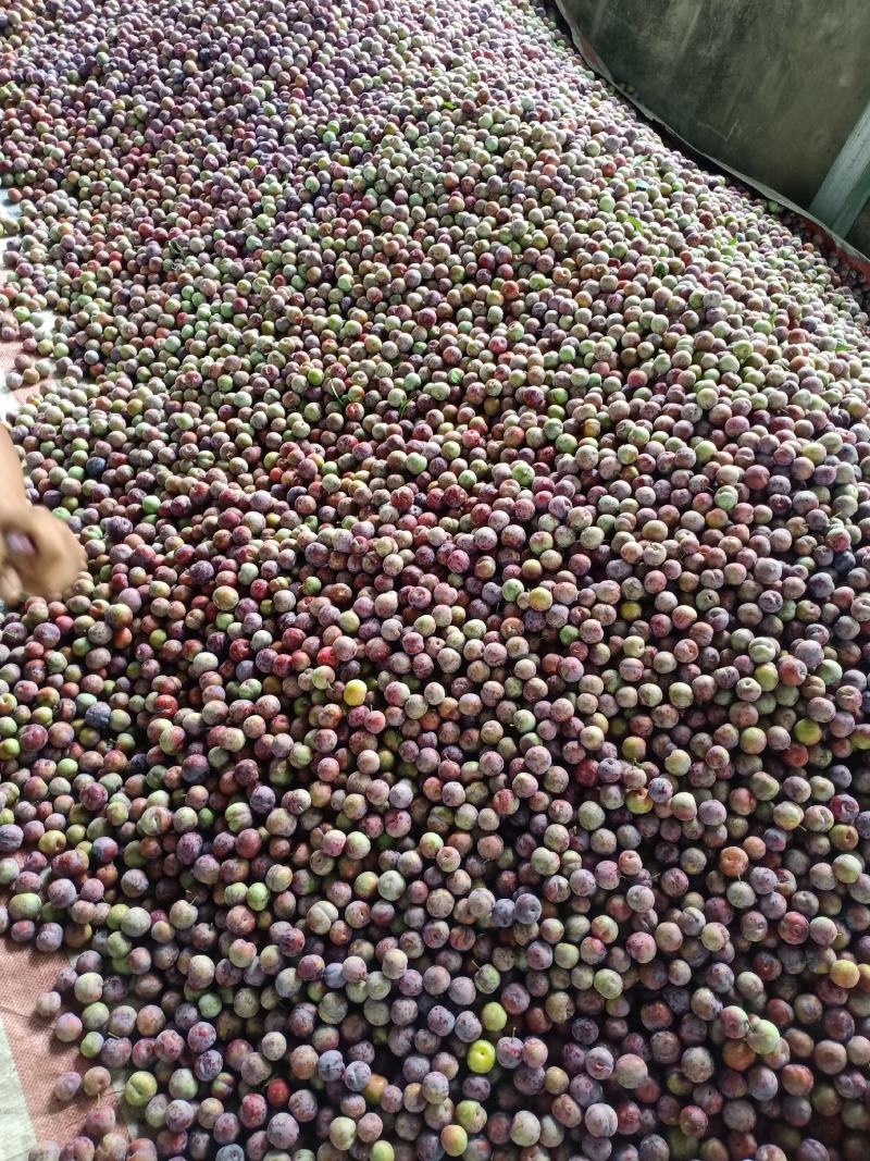 脆红李子，香甜可口非常好吃